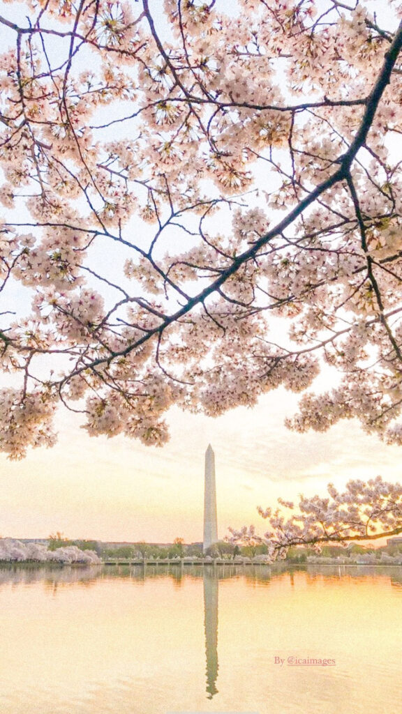 Washington DC Cherry Blossom tips